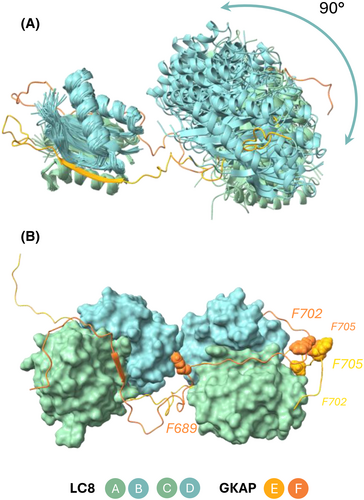 Our paper in The FEBS Journal highlighted by an invited Commentary